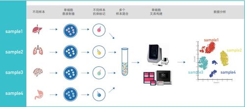 單細(xì)胞混樣測序價(jià)格與品牌分析——丁香通官網(wǎng)網(wǎng)絡(luò)技術(shù)服務(wù)指南